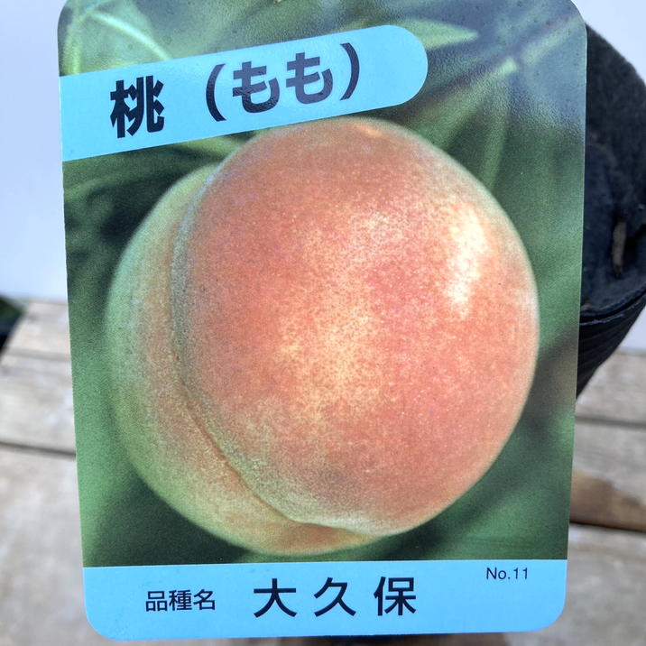 桃 大久保 4号ロングポット