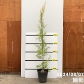 【数量限定】レプトスペルマム レモンティーツリー 8号 ※お届けに10日程度かかる場合がございます。｜s200｜花木10-TN