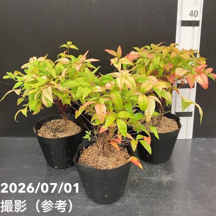 □キーワードから探す,紅葉の購入なら赤塚植物園オンライン 花の音