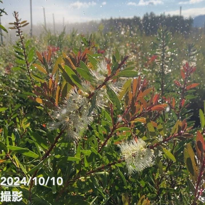 花木・庭木,カリステモンの購入なら赤塚植物園オンライン 花の音｜花苗