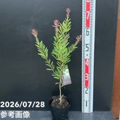 現品お届け】椿 ツバキ 4号 椿姫 MN8［こだわりの前田ナーセリー苗