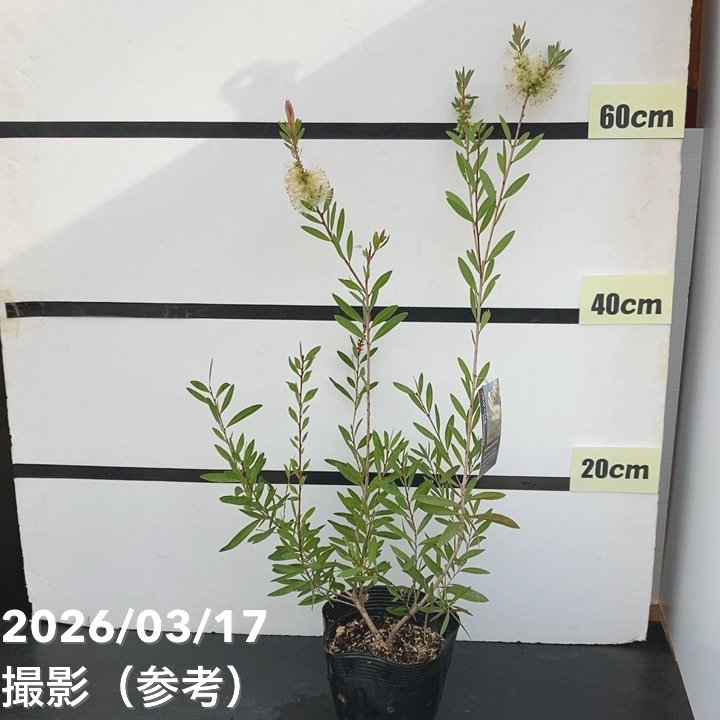 カリステモン ホワイトアルマ 5号 ※お届けに10日程度かかる場合がございます。｜花木10-TN