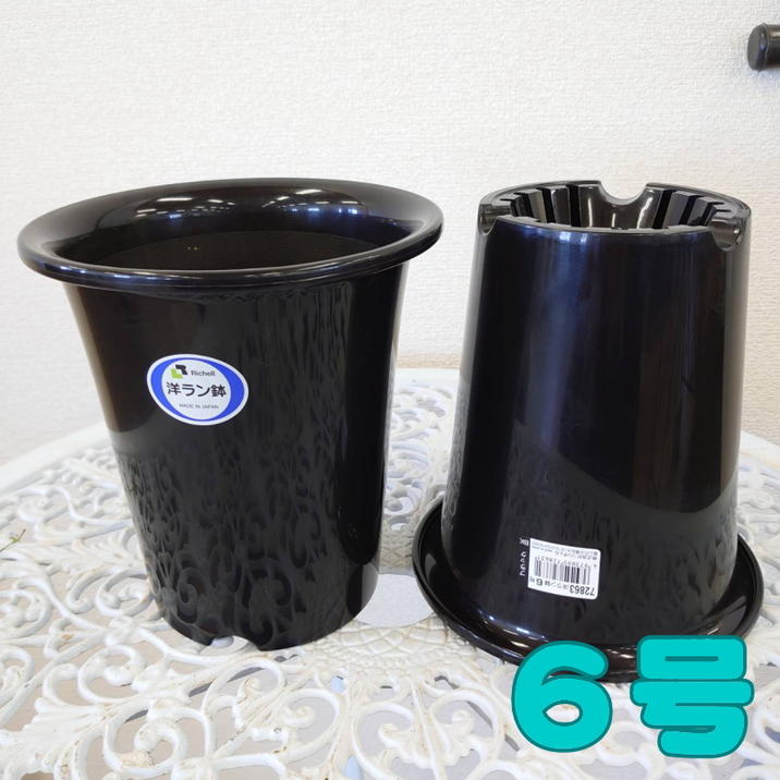 洋ラン鉢 6号 2鉢セット｜資材04-PA