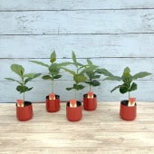 【現品・鉢まま出荷】希少　ポトステルノグレース　５号吊り鉢 送料込み】観葉植物 ポトス テルノグレース② 5号サイズ プラ