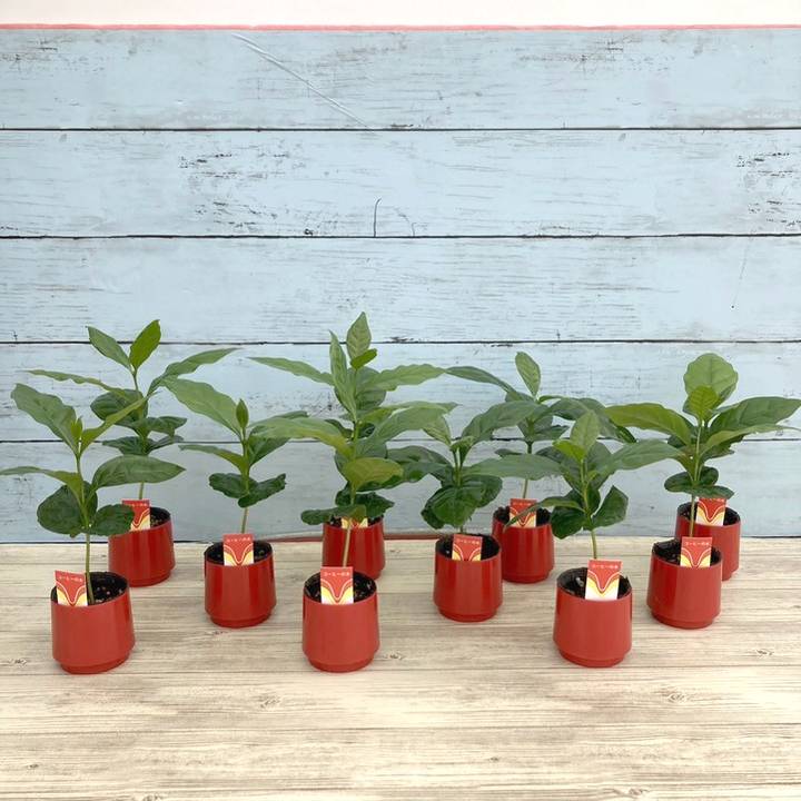 コーヒーの木 2号 10鉢セット｜観葉02-D2