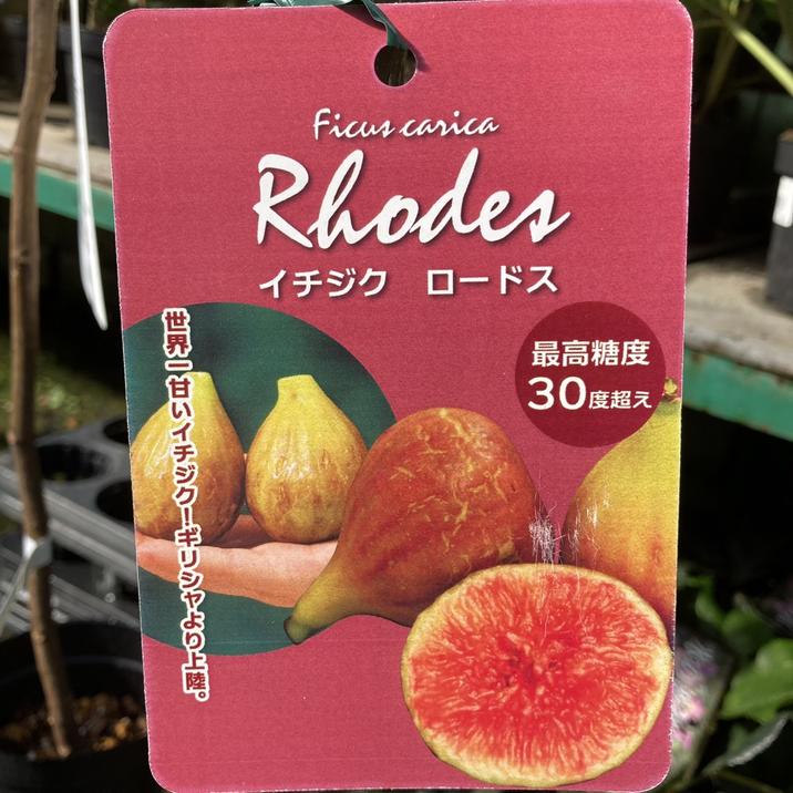 abc さま イチジク穂木 専用出品 イチジク穂木abc様専用出品 専用』イチジク穂木 【公式通販】