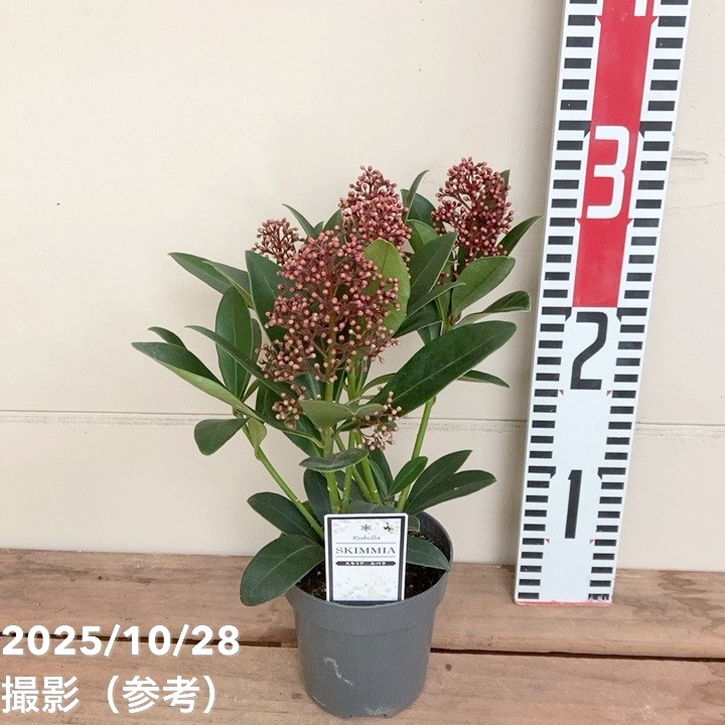 スキミア ルベラ 3号｜花木04-PA