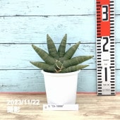 EMP サンセベリア パゴダ 仏塔 斑入り / SA358 サンスベリア 4号 パゴダ 白陶器鉢仕様｜観葉02-D2 | 観葉・多肉