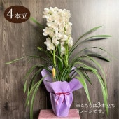 シンビジューム オレンジ系 6号 3本立 ギフト仕様｜洋蘭04-PA | ギフト