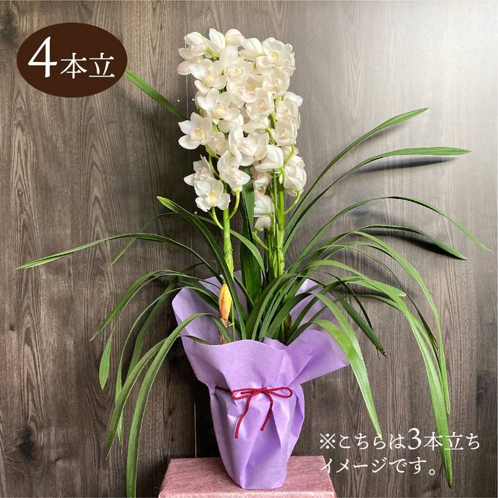シンビジューム 白系 6号 4本立｜洋蘭04-PA