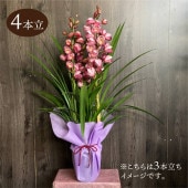 シンビジューム オレンジ系 6号 3本立 ギフト仕様｜洋蘭04-PA | ギフト