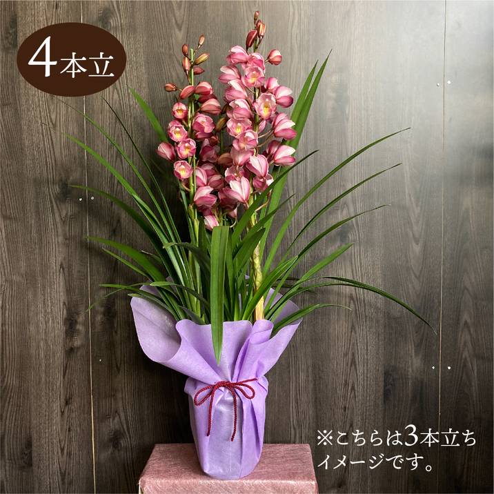 シンビジューム ピンク系 6号 4本立｜洋蘭04-PA