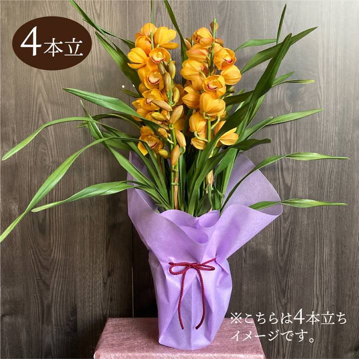 シンビジューム オレンジ系 6号 4本立｜洋蘭04-PA