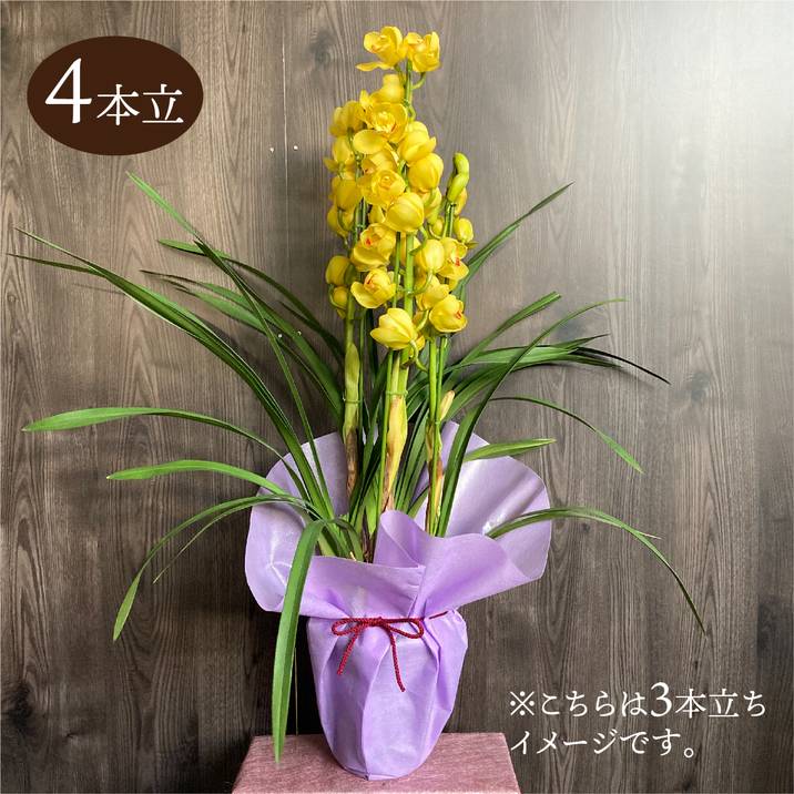 シンビジューム 黄色系 6号 4本立|洋蘭04-PA