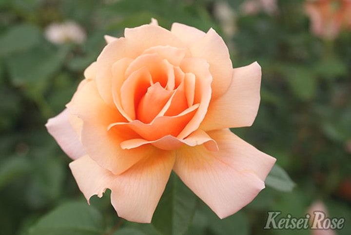 バラ大苗 アプリコットキャンディ 4.5号ロングポット 京成バラ園芸 PVP|花木04-PA