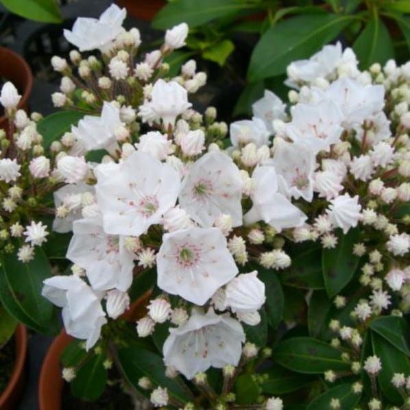 【数量限定】＜つぼみ付き＞カルミア エルフ 5号｜花木01-D1