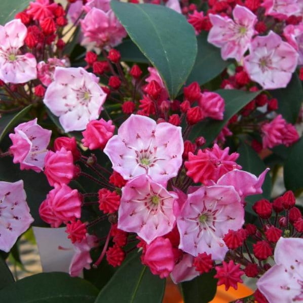 【数量限定】＜つぼみ付き＞カルミア オスボレッド 5号｜花木01-D1