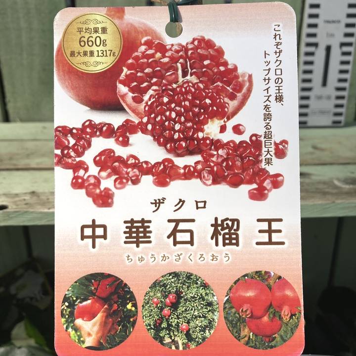 ザクロ 中華石榴王 4号ロングポット｜果樹04-PA