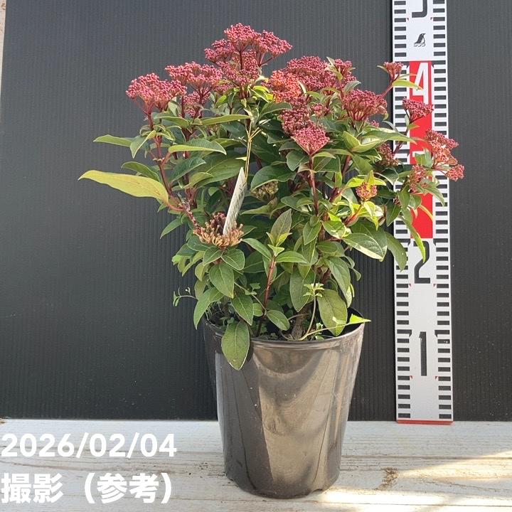 ビバーナム ティヌス 5号｜花木04-PA