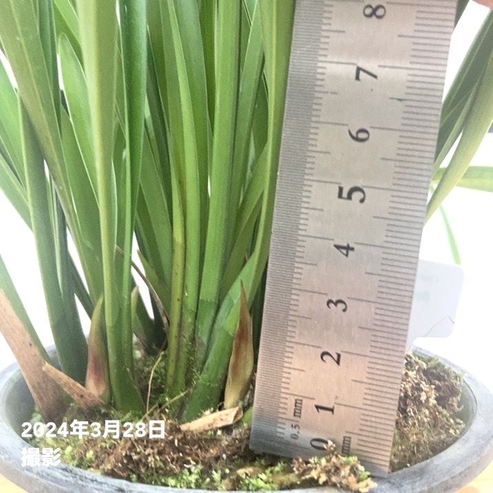 □キーワードから探す,日本ミツバチ,ミツバチ蘭（キンリョウヘン