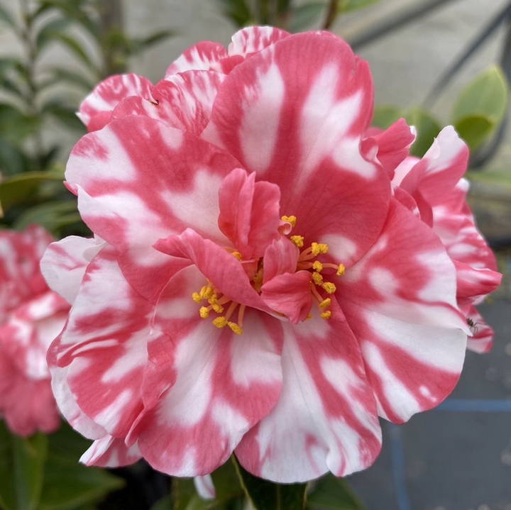 雪椿 ツバキ 6号 縞千鳥｜花木10-TU