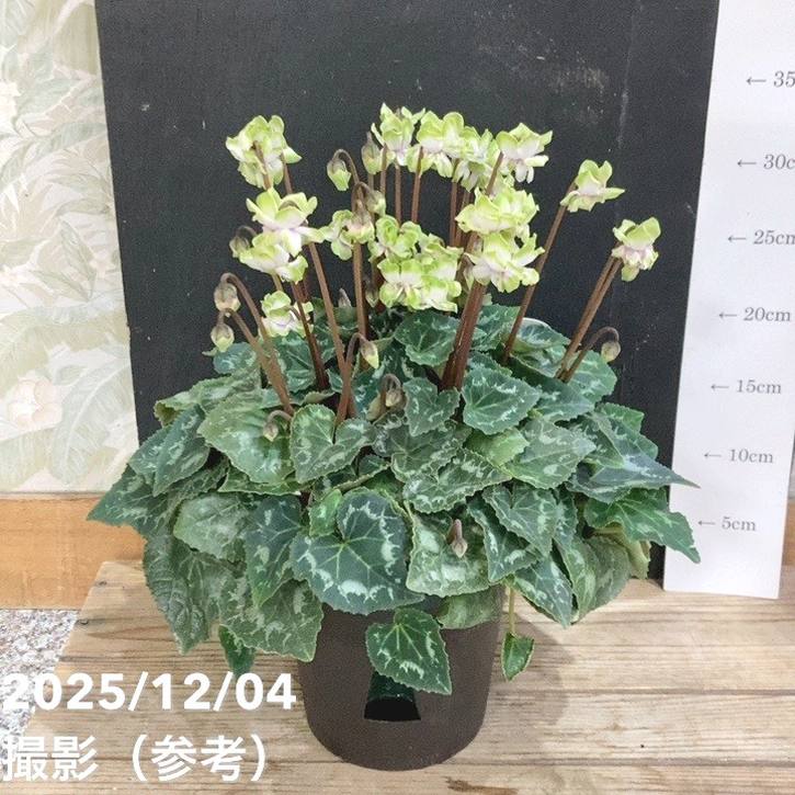 植物販売 限定2鉢】八重咲きシクラメン 抹茶ラテ 5号｜鉢花04-PA | ギフト,鉢花