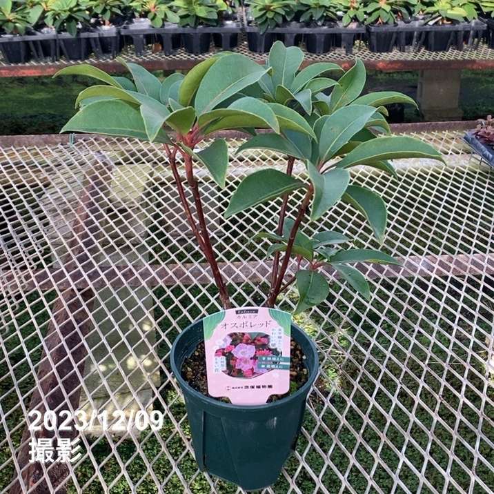 【特価】＜つぼみなし＞カルミア オスボレッド 5号｜花木01-D1