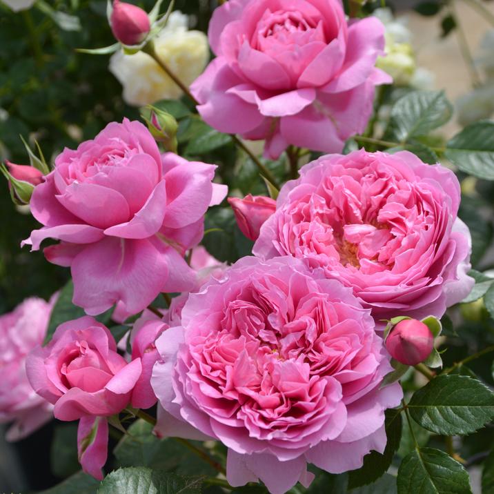 バラ　お問い合わせ専用 楽天市場】予約送料無料【ギー サヴォア 長尺7号 大苗】鉢植え バラ