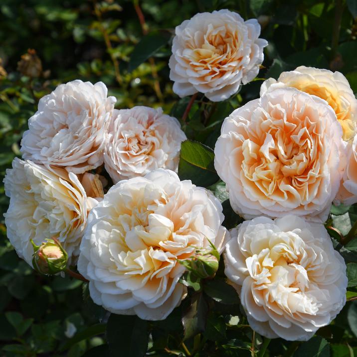 バラ売り Pixel8a 新品