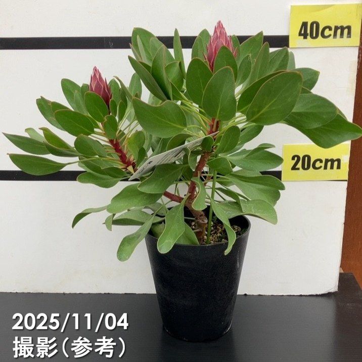 花木・庭木,プロテアの購入なら赤塚植物園オンライン 花の音｜花苗