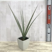 現品お届け】フィロデンドロン フロリダビューティー 3.5号ロング