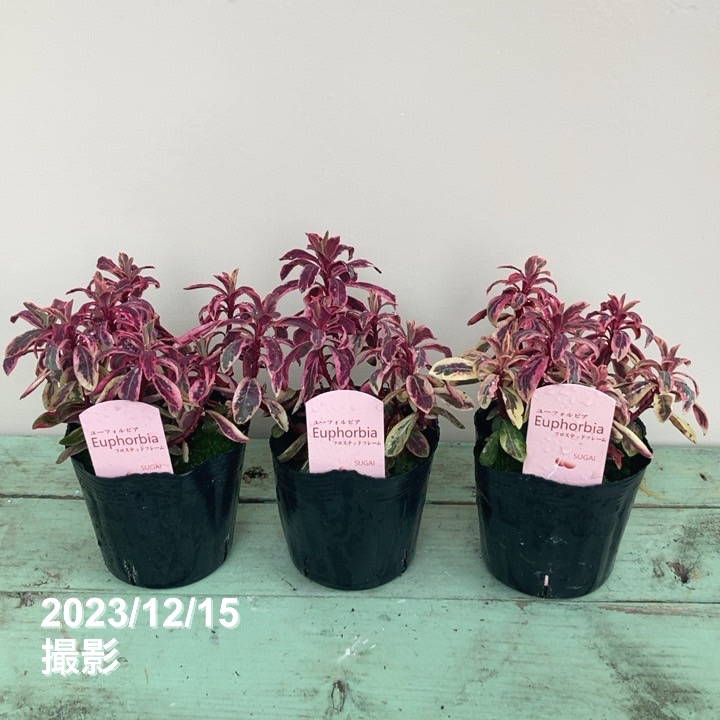 ユーフォルビア フロステッドフレーム 3.5号×3鉢セット｜花木04-PA