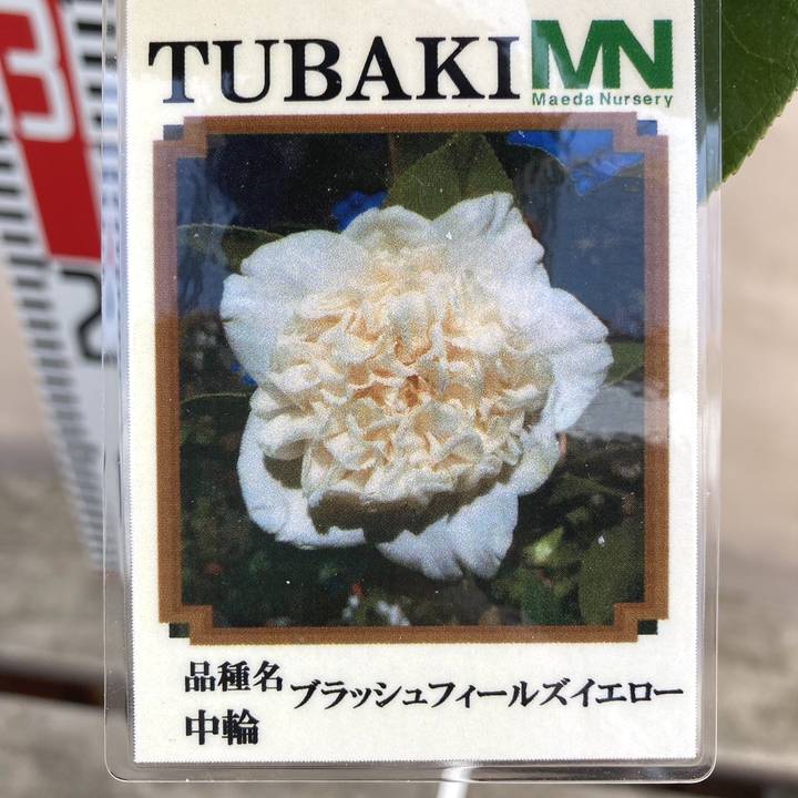 椿 ツバキ 4号 ブラッシュフィールズイエロー［こだわりの前田ナーセリー苗］｜花木04-PA