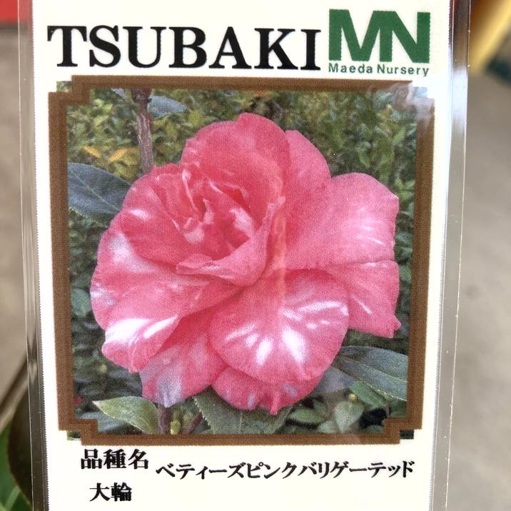 椿 ツバキ 4号 ペディーズピンクバリゲーテッド［こだわりの前田ナーセリー苗］｜花木04-PA
