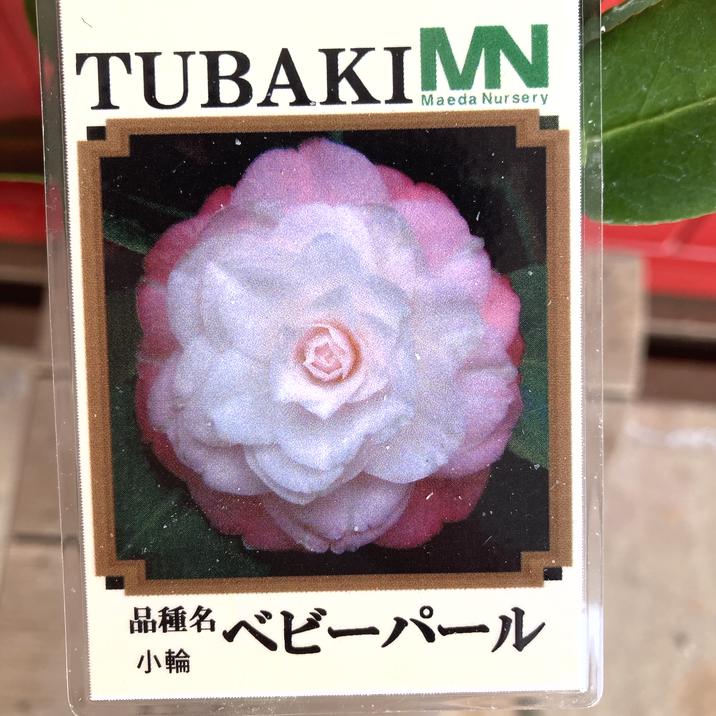 椿 ツバキ 4号 ベビーパール［こだわりの前田ナーセリー苗］｜花木04-PA