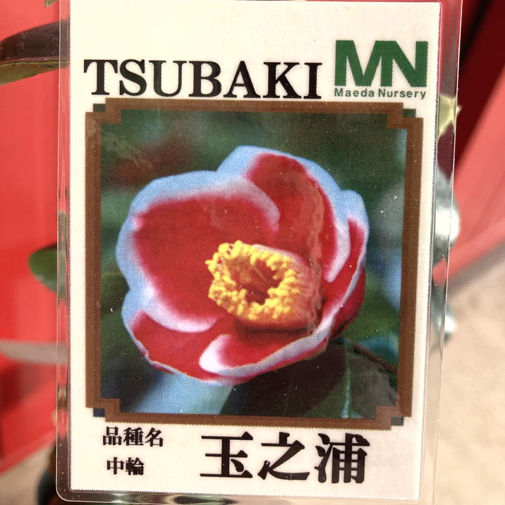 椿 ツバキ 4号 玉之浦［こだわりの前田ナーセリー苗］｜花木04-PA