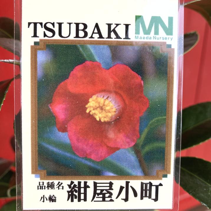 椿 ツバキ 4号 紺屋小町［こだわりの前田ナーセリー苗］｜花木04-PA