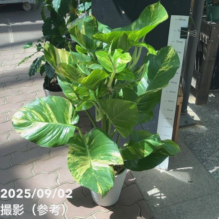 ポトス　グランデ PLANCHU 観葉植物 ポトス グランデ ヘゴ仕立て 7号鉢 受け皿付き