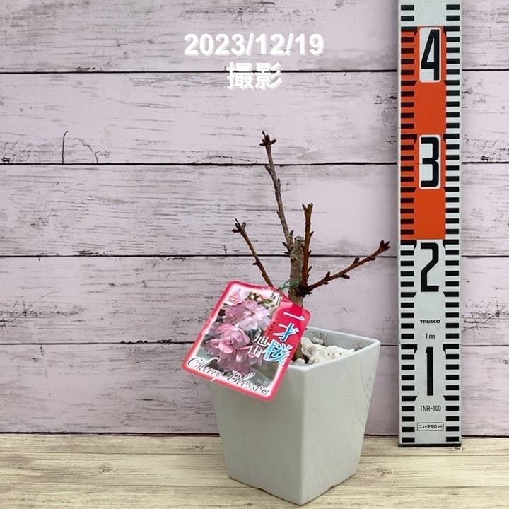 一才桜 旭山 5号四角陶器鉢｜花木10-TU