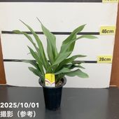 一点物】加藤農園 クリスマスローズ キラメキディープレッド 4.5号深