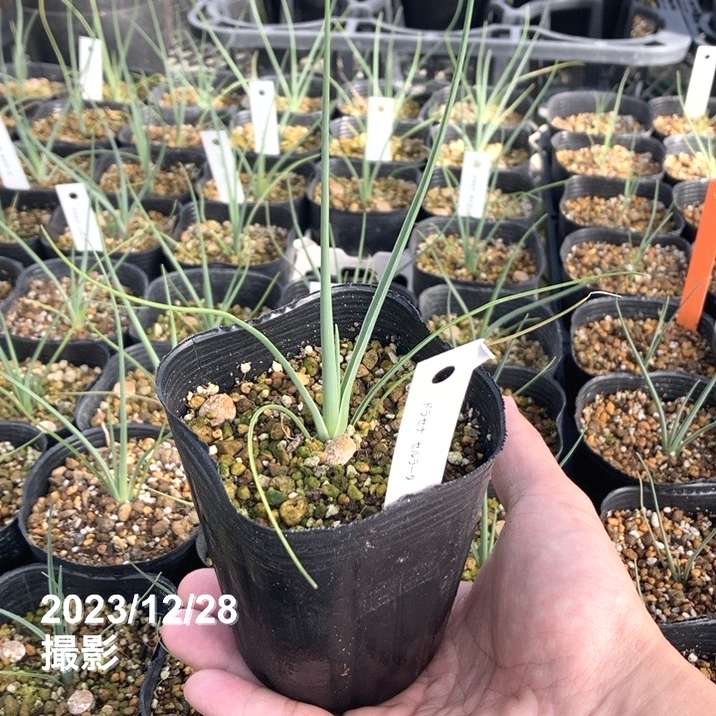 ドラセナ セルラータ 3号ポット｜観葉01-D1