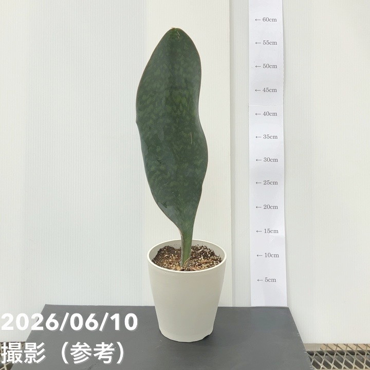 サンスベリア 5号 マッソニアナ（1枚葉）白プラ鉢仕様｜観葉02-D2