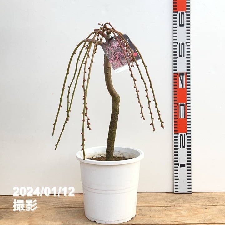 しだれ梅 ピンク 6号 藤牡丹｜花木10-TU