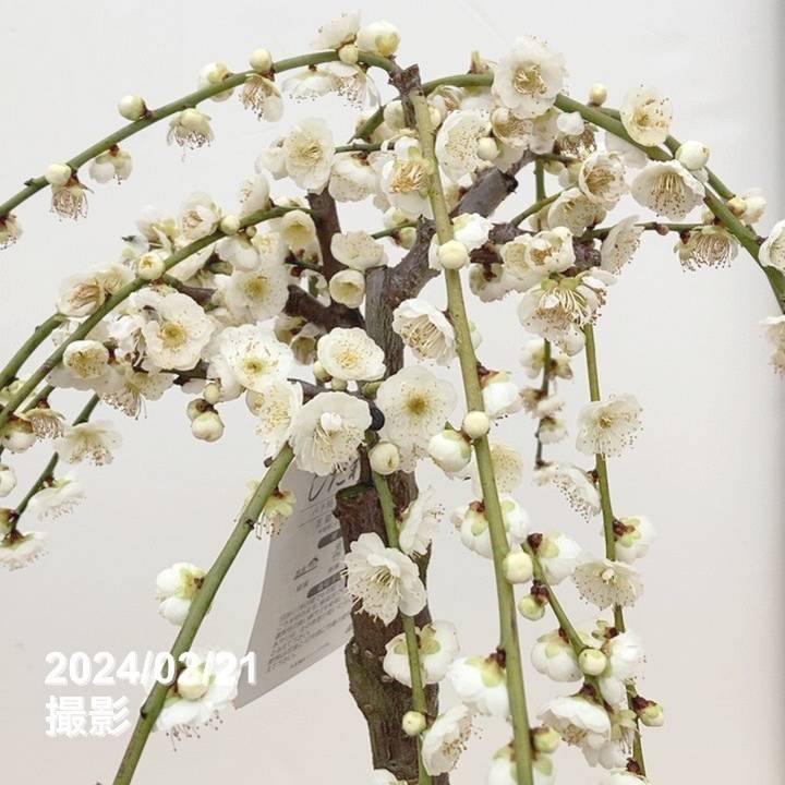 しだれ梅 白 6号｜花木10-TU