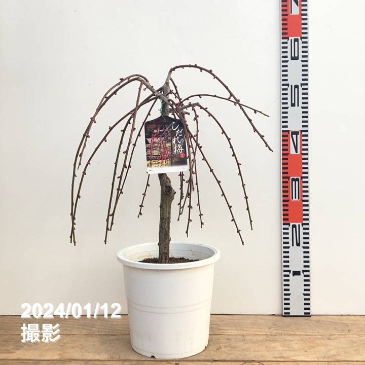 しだれ梅 赤 6号｜花木10-TU