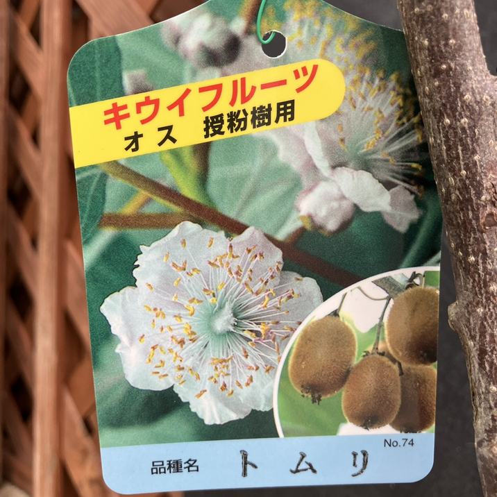 キウイ花粉令和7年5月20日産18グラム