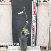 シマヒイラギ 縞柊 5号｜花木04-PA | 花木・庭木 | 赤塚植物園