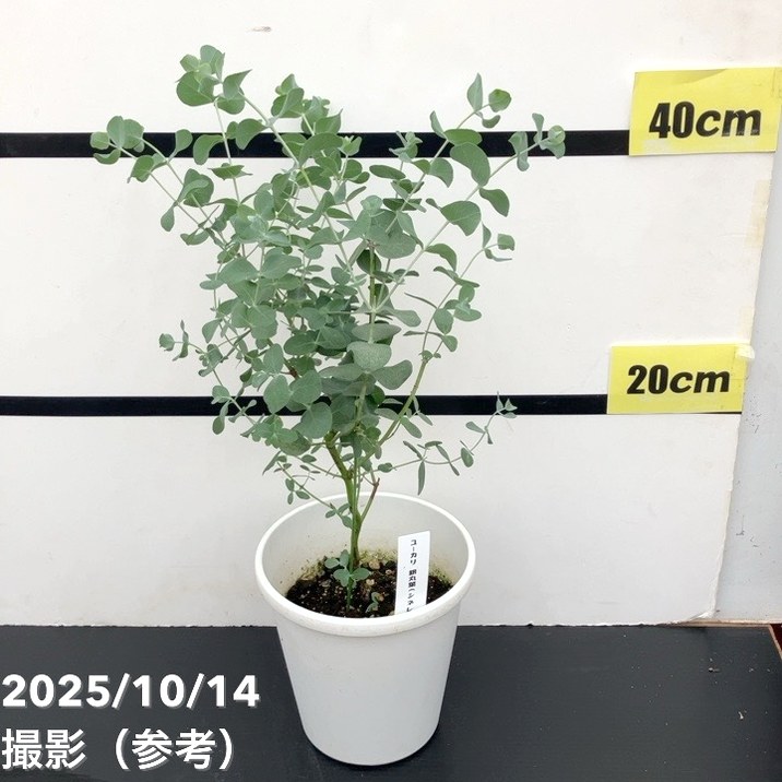 ユーカリ シネレア（銀丸葉）5号｜花木10-TU