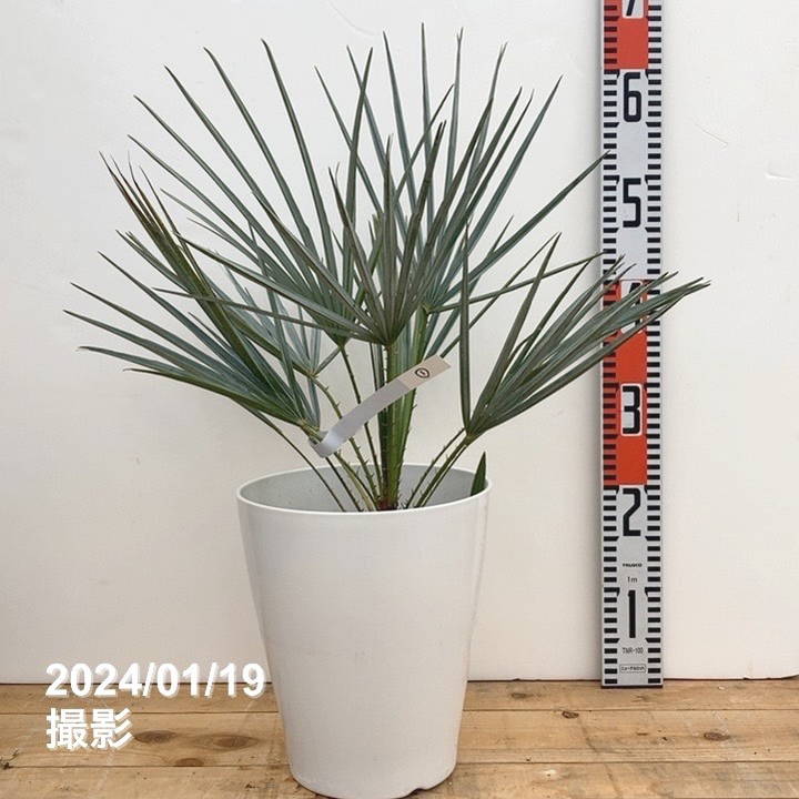 【現品お届け】チャメロプス フミリス セリフェラ 7号（1）｜花木04-PA