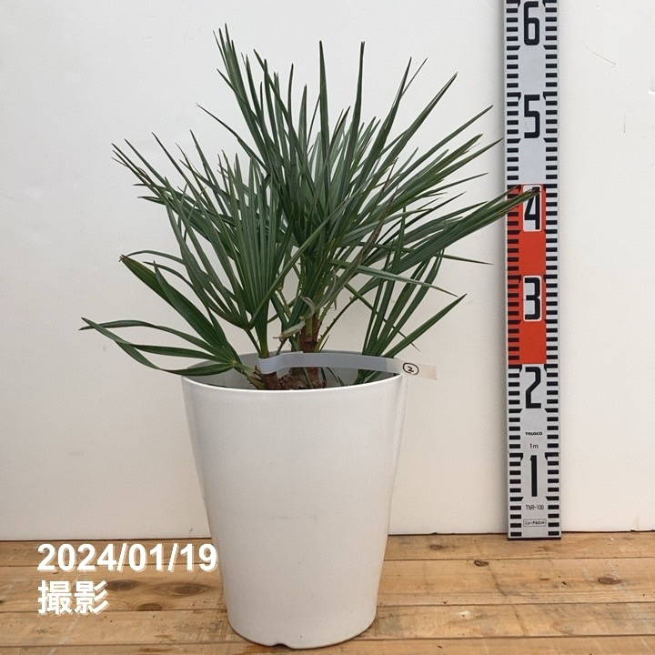 【現品お届け】チャメロプス フミリス セリフェラ 7号（2）｜花木04-PA